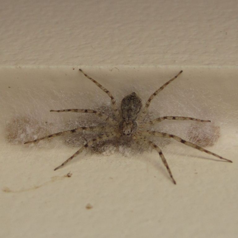 Tenerife Running Crab-type Spider on eggs