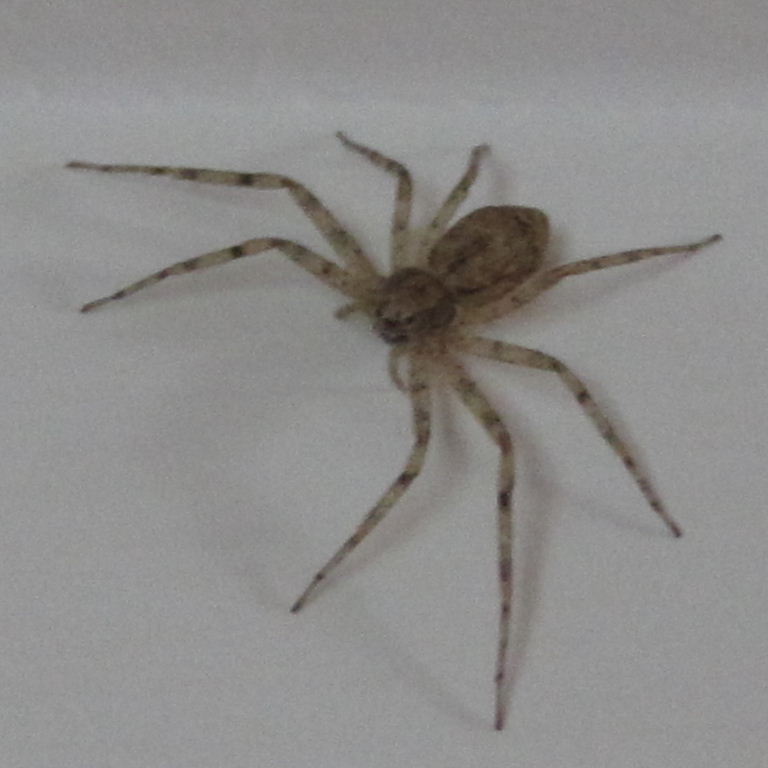 Tenerife Running Crab-type Spider