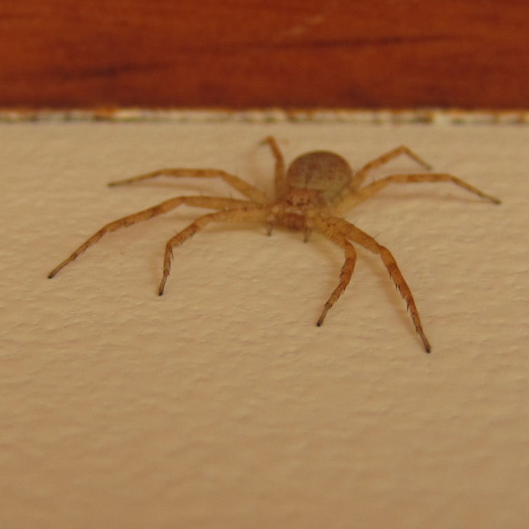 Tenerife Running Crab-type Spider