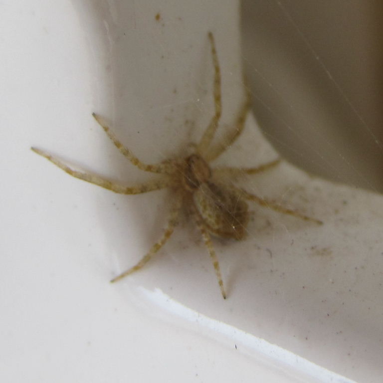 Tenerife Running Crab-type Spider