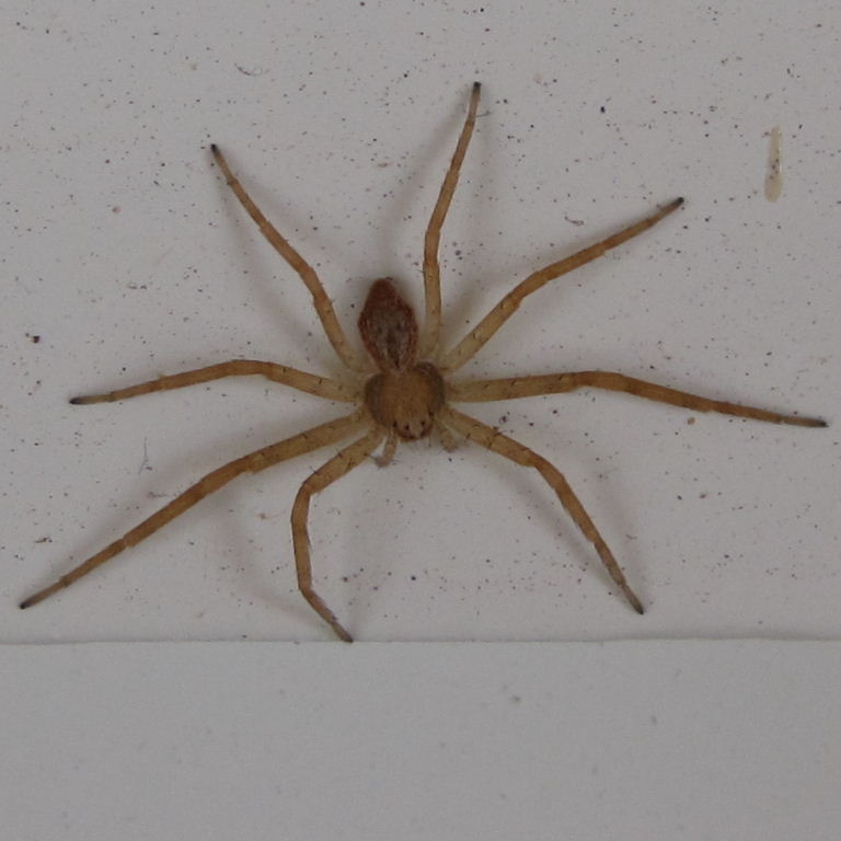 Tenerife Running Crab-type Spider male