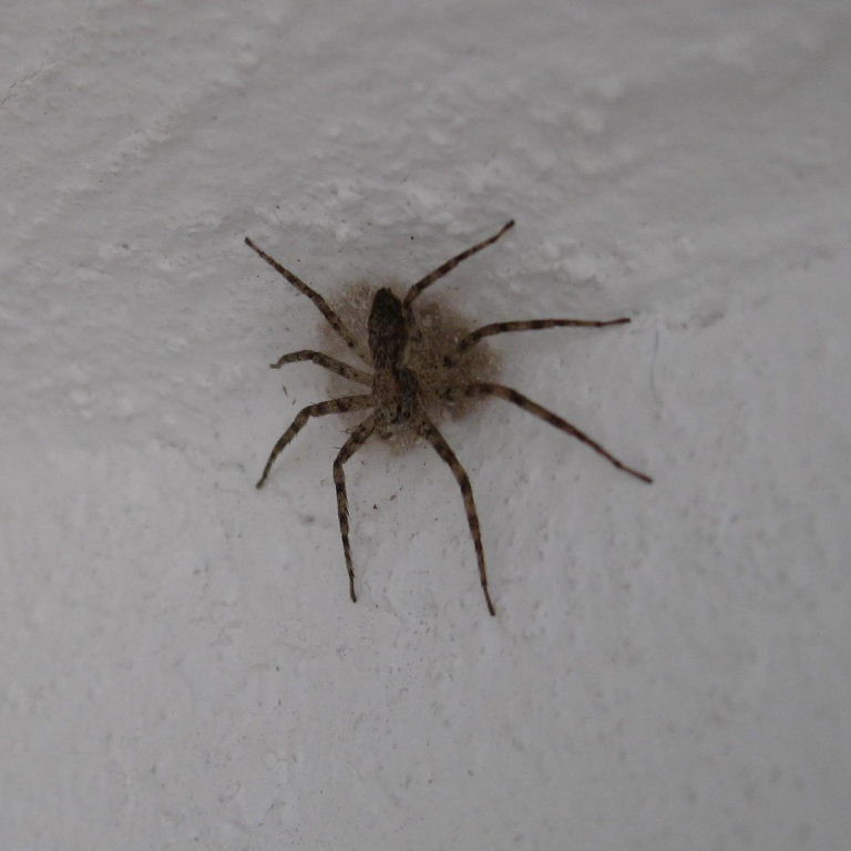 Tenerife Running Crab-type Spider