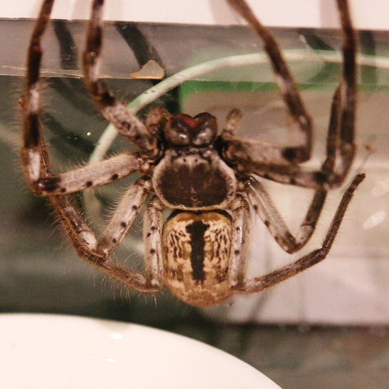 Grey Huntsman Spider