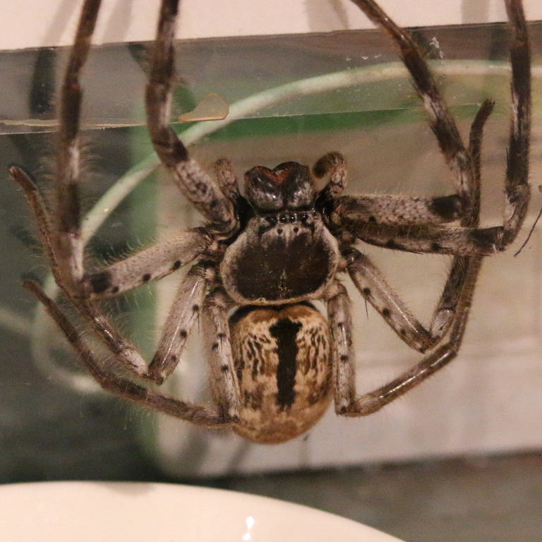 Grey Huntsman Spider