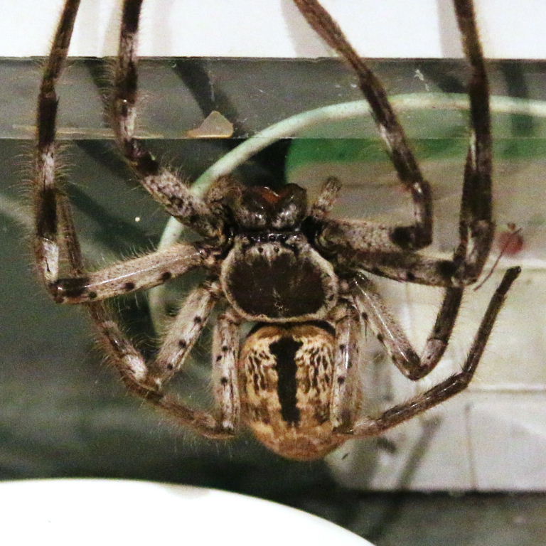Grey Huntsman Spider