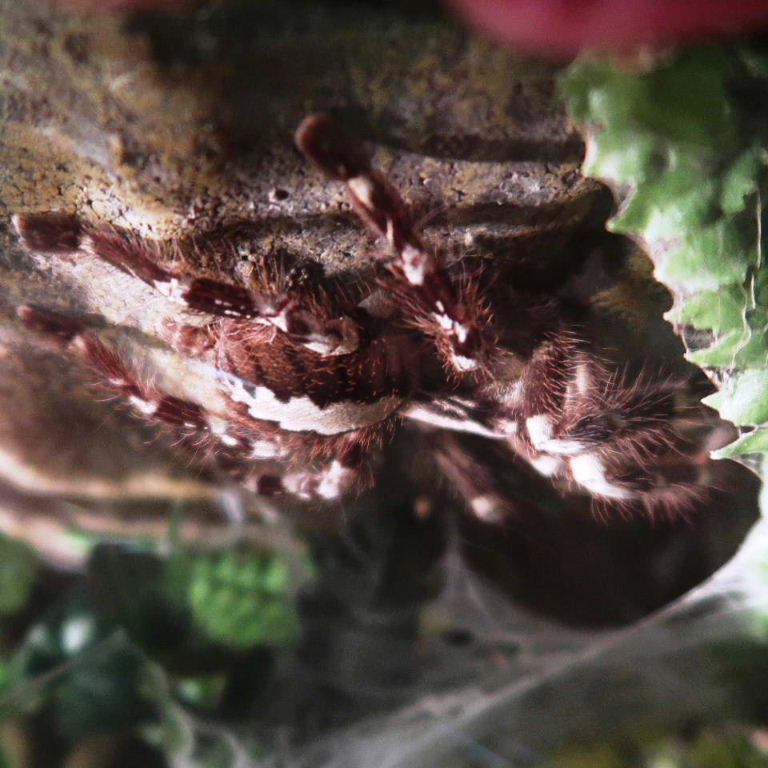 Indian Ornamental Spider