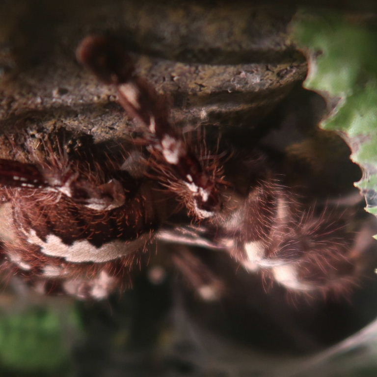 Indian Ornamental Tree Spider