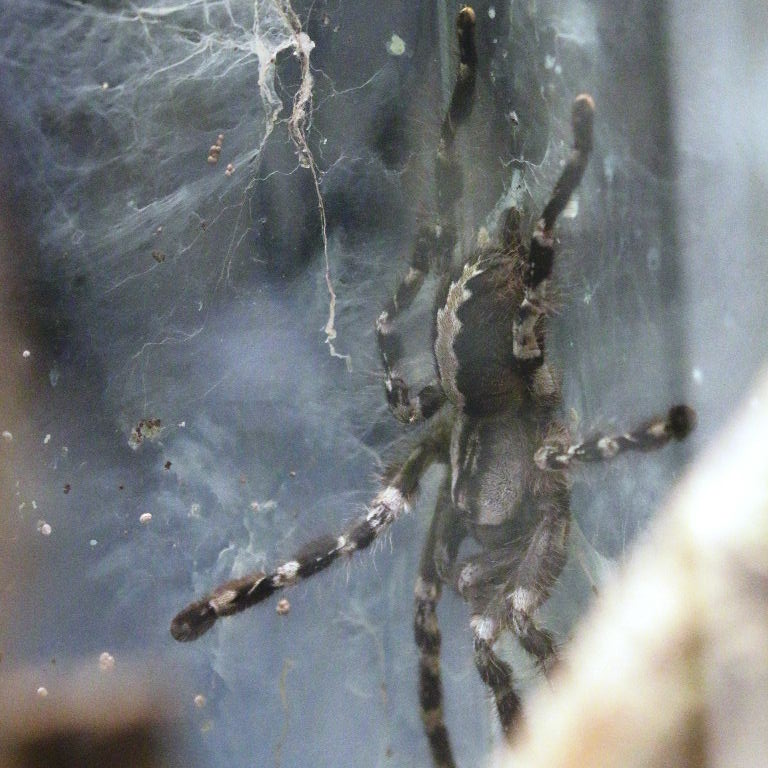 Indian Ornamental Spider