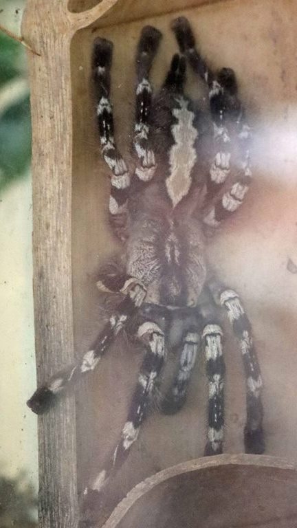 Indian Ornamental Tree Spider