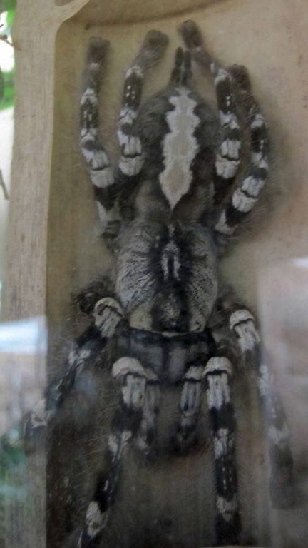 Indian Ornamental Tree Spider