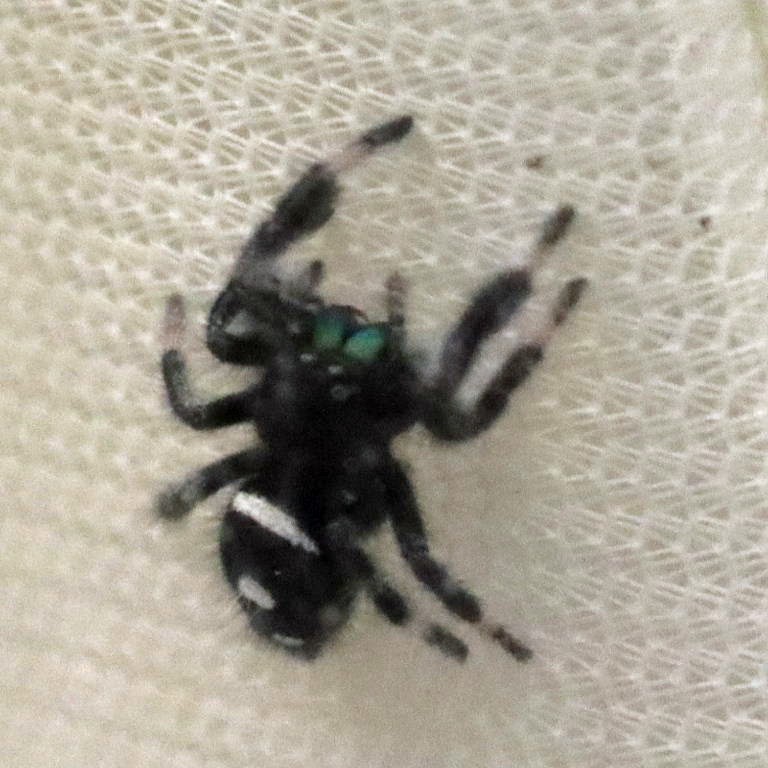 Regal Jumping Spider male