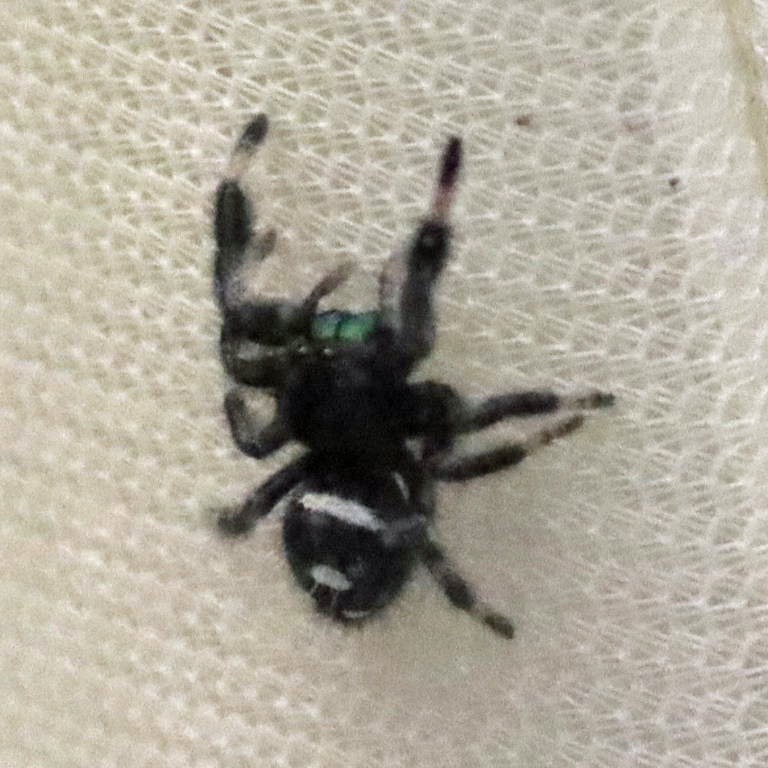 Regal Jumping Spider
