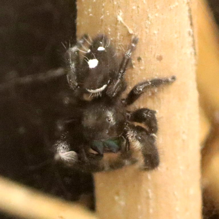 Regal Jumping Spider