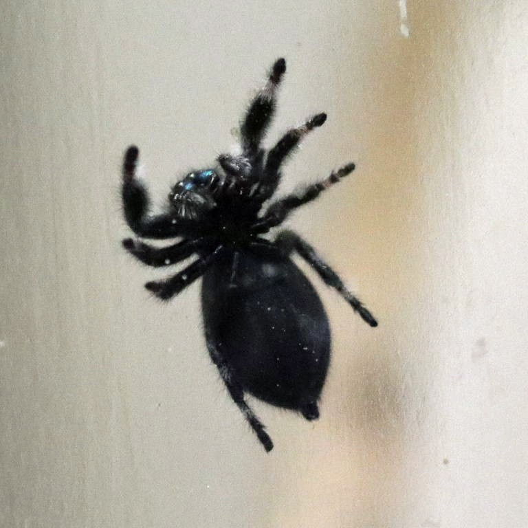 Regal Jumping Spider underside