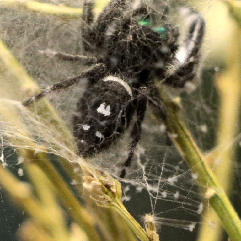 Regal Jumping Spider male