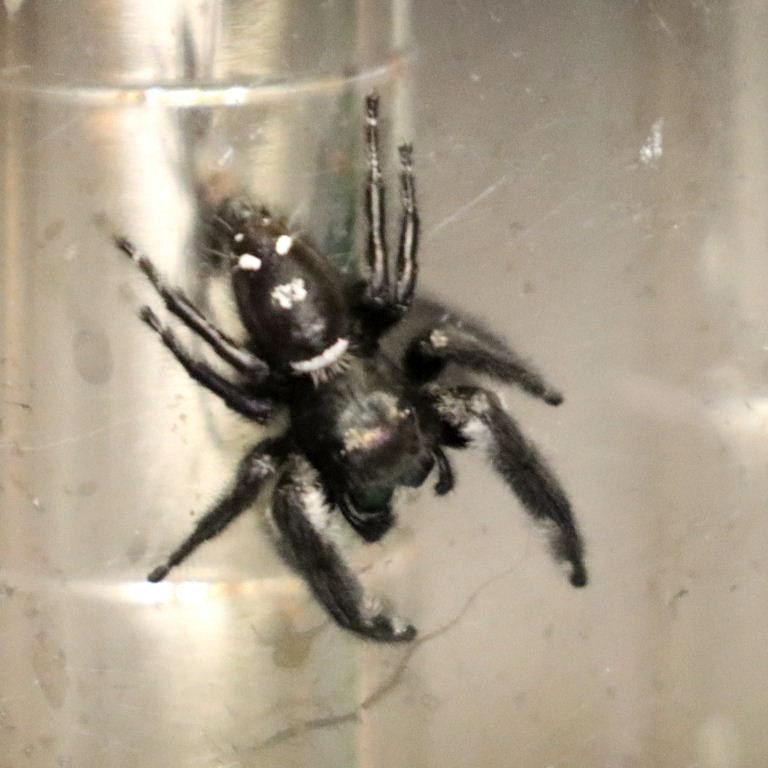 Regal Jumping Spider