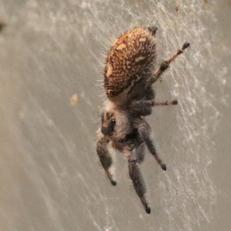 Regal Jumping Spider female