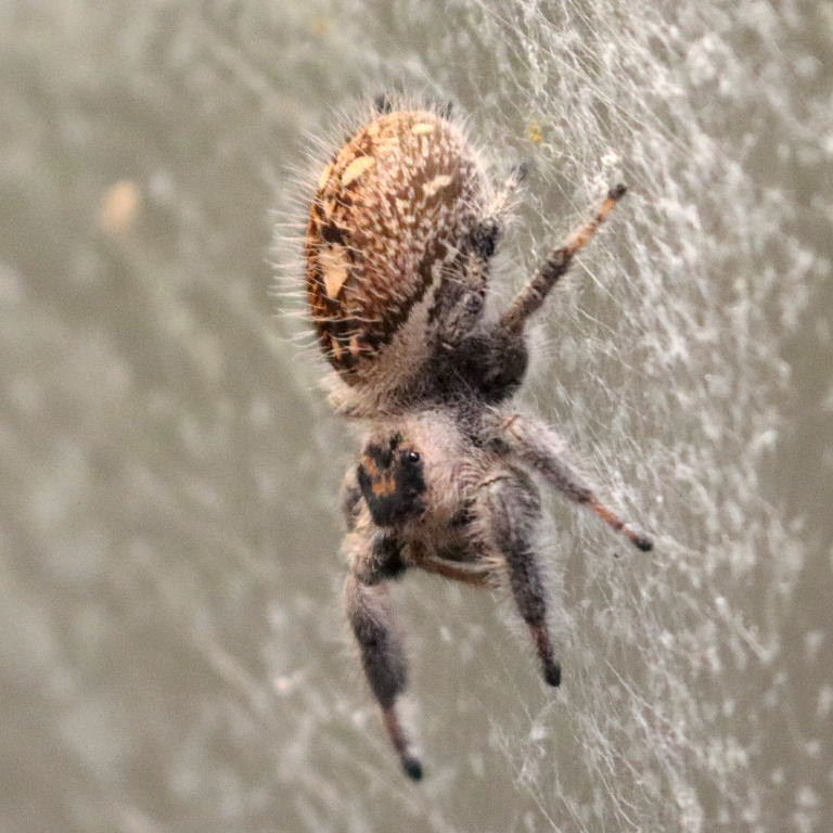 Regal Jumping Spider female