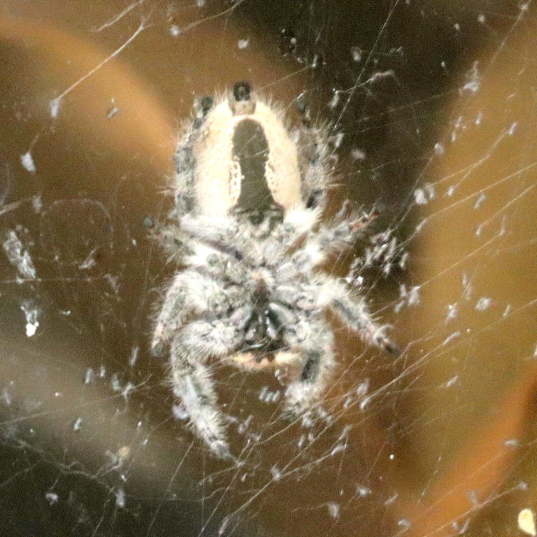 Regal Jumping Spider female underside