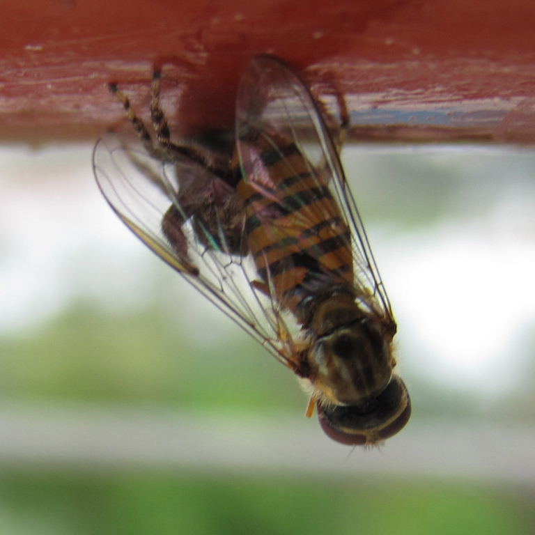 Tenerife Jumping Spider with hoverfly