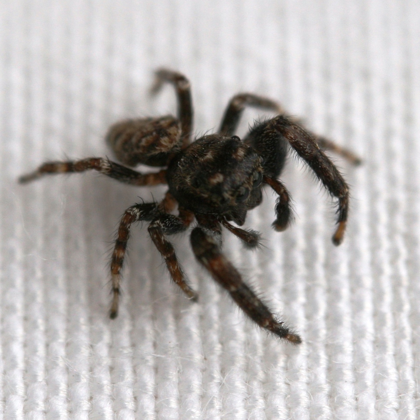 Tenerife Jumping Spider