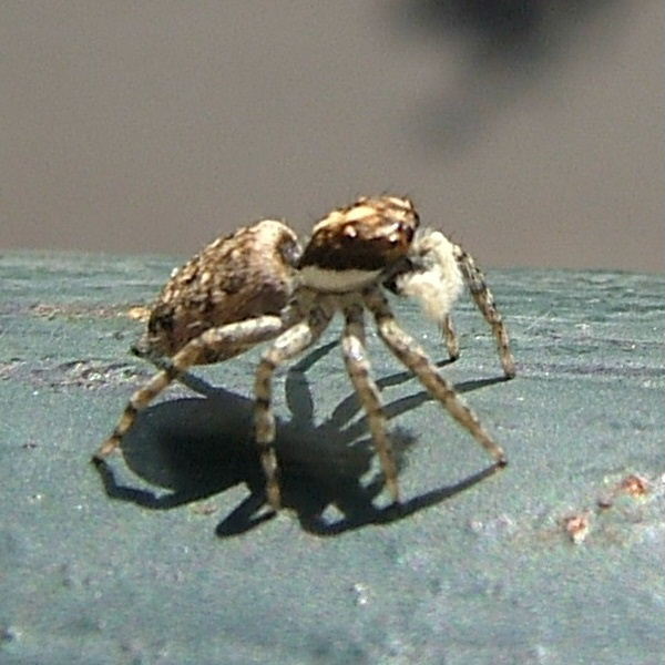 Tenerife Jumping Spider female