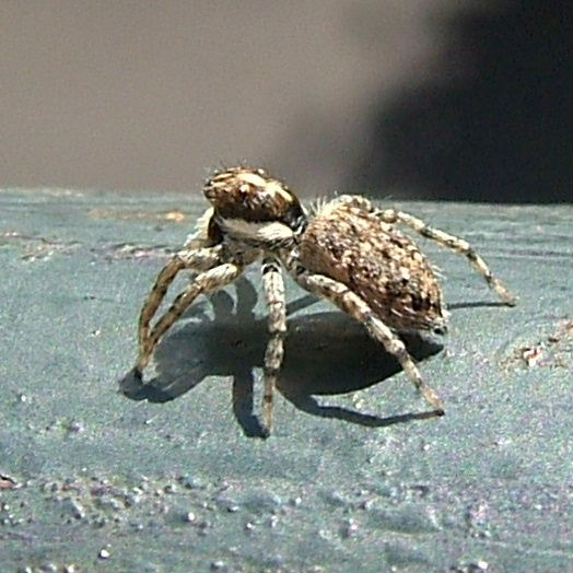Tenerife Jumping Spider