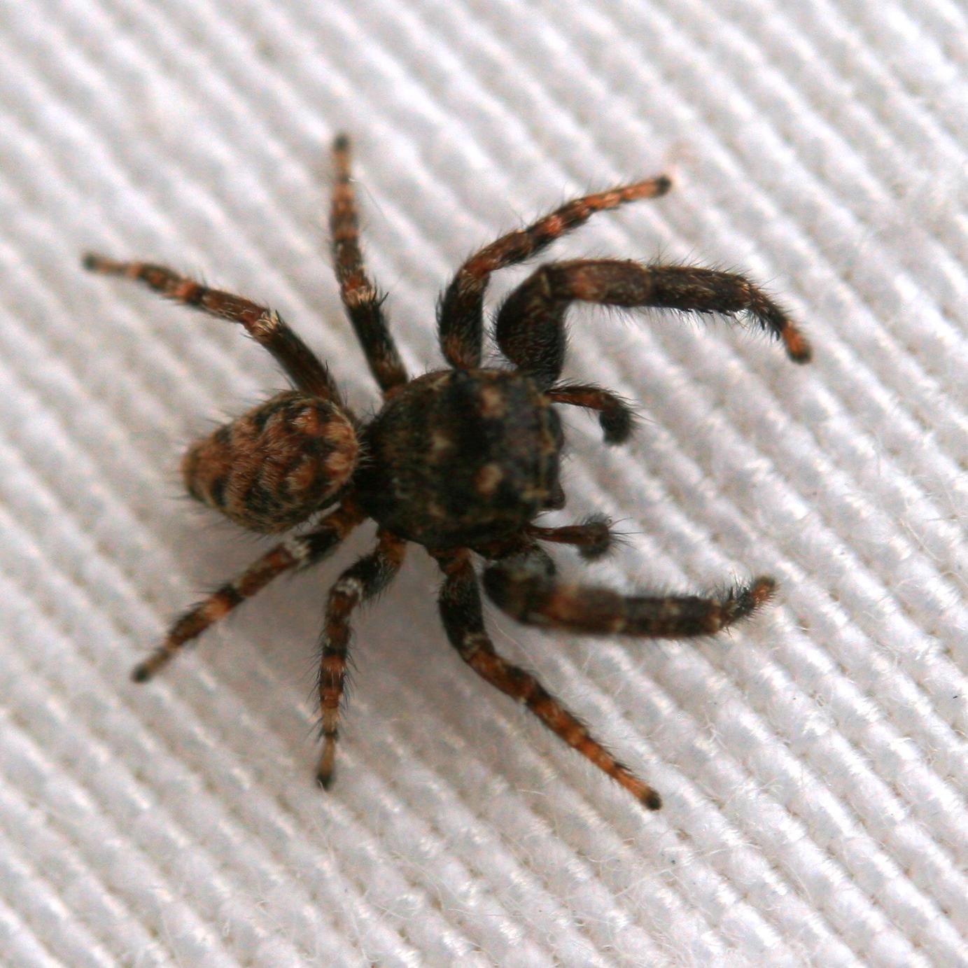 Tenerife Jumping Spider