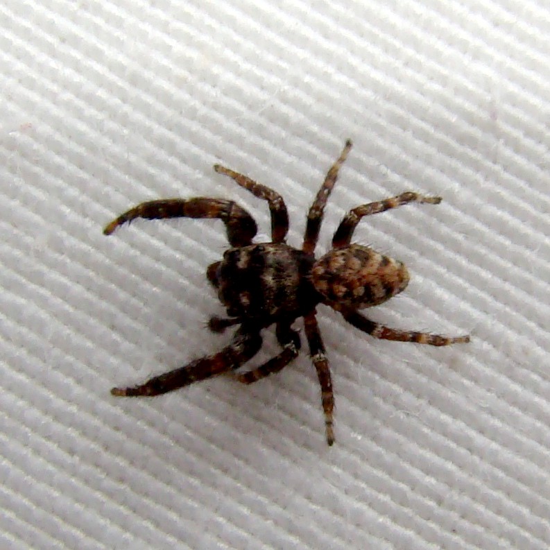 Tenerife Jumping Spider