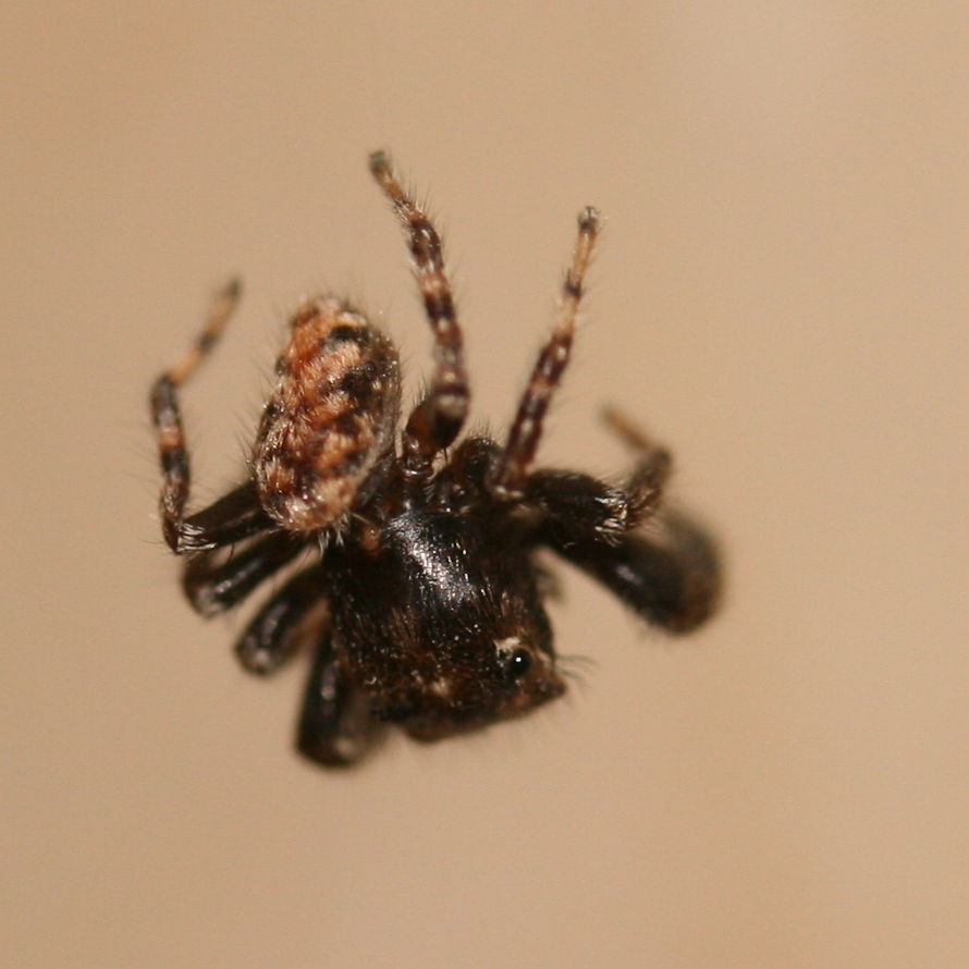Tenerife Jumping Spider male
