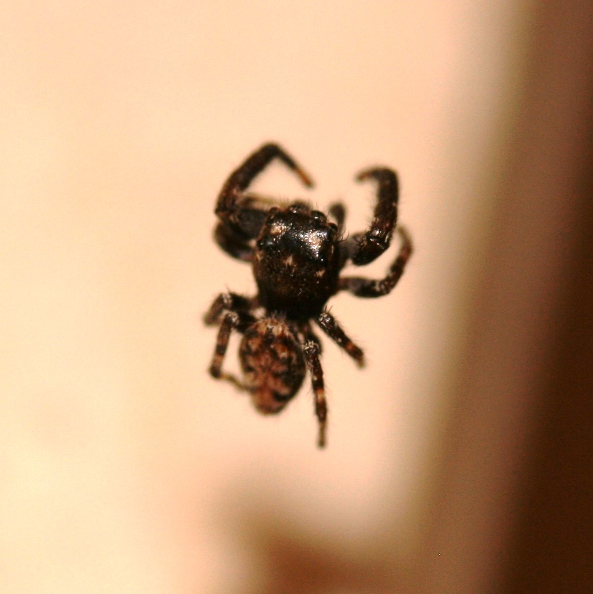 Tenerife Jumping Spider