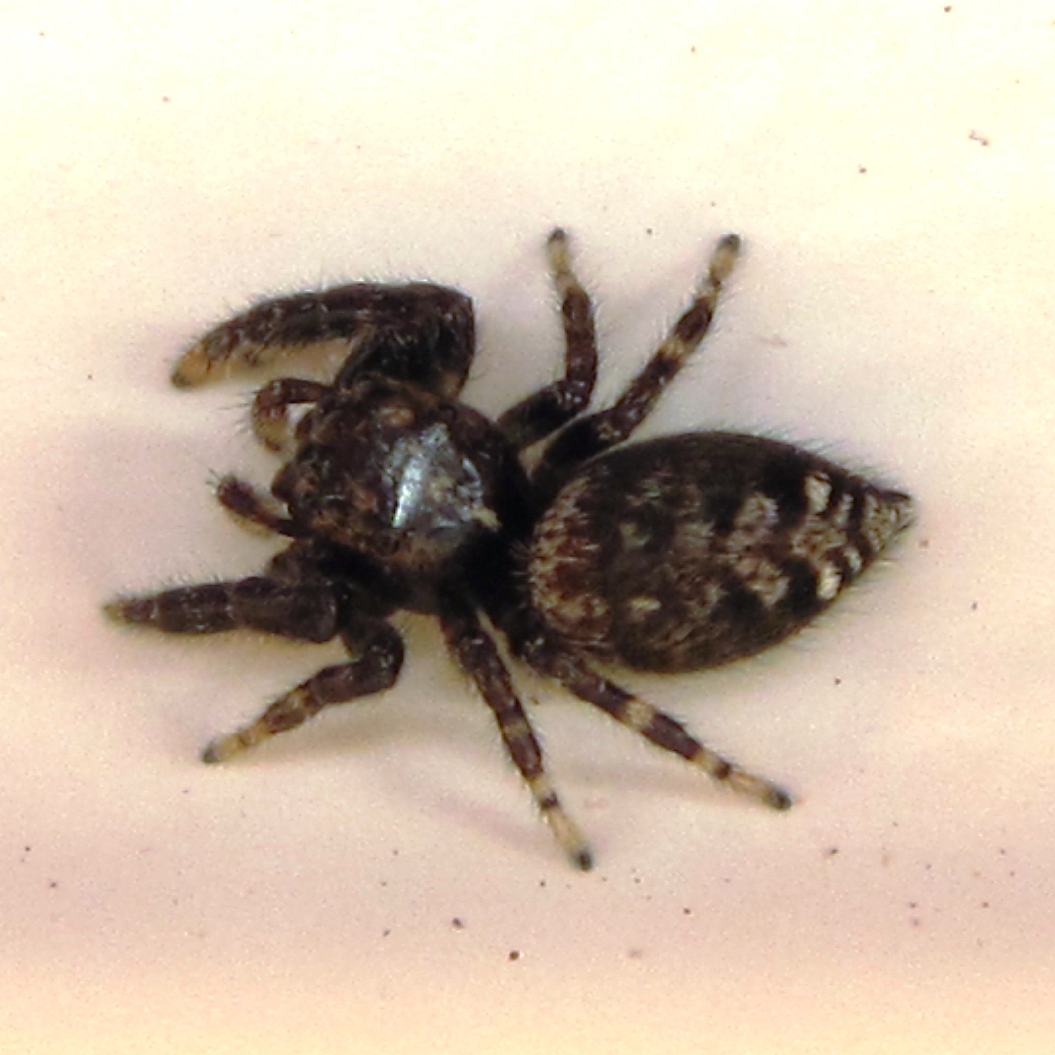 Tenerife Jumping Spider
