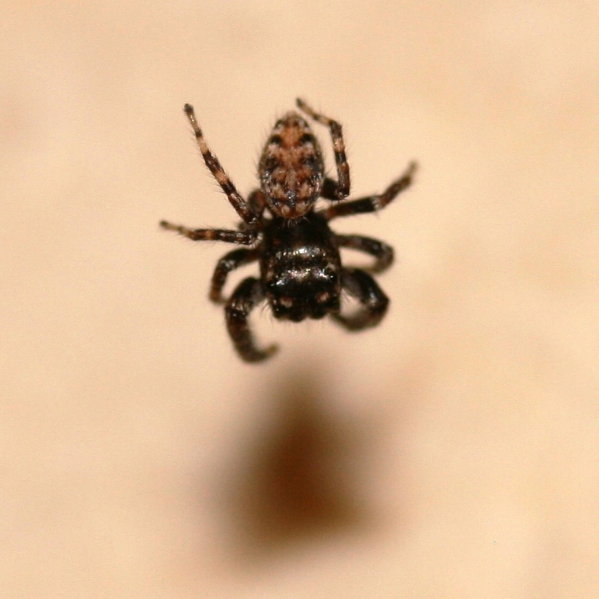 Tenerife Jumping Spider