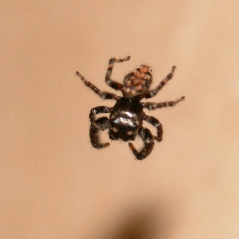Tenerife Jumping Spider