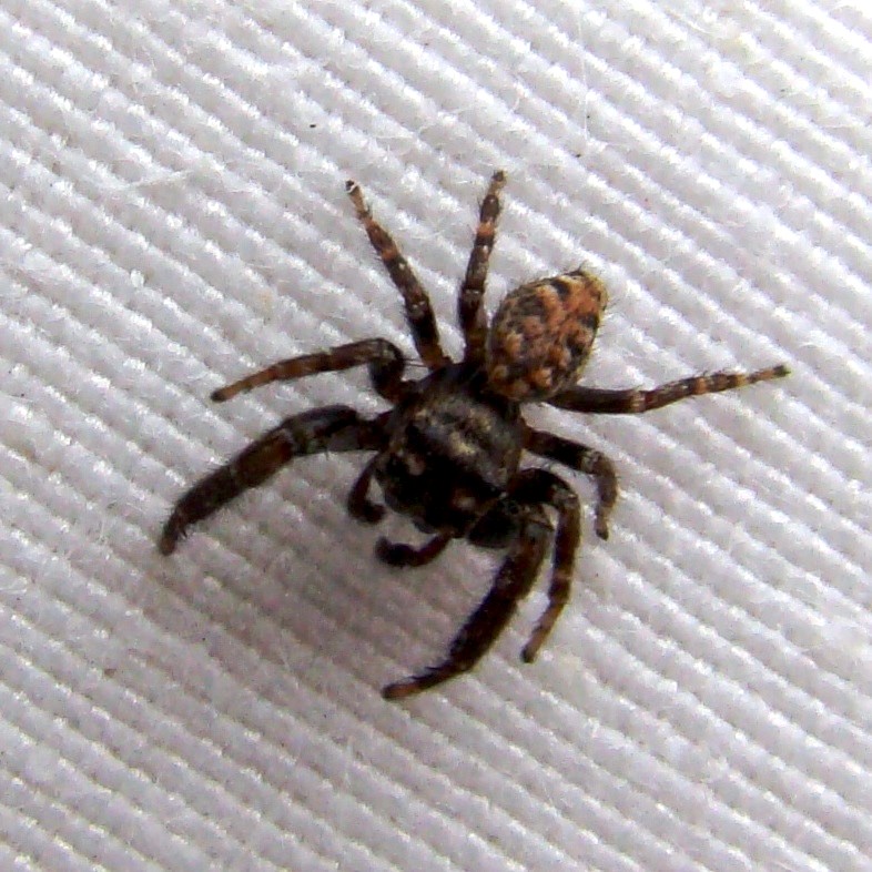 Tenerife Jumping Spider