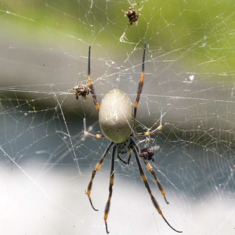 Australian Orb Weaver
