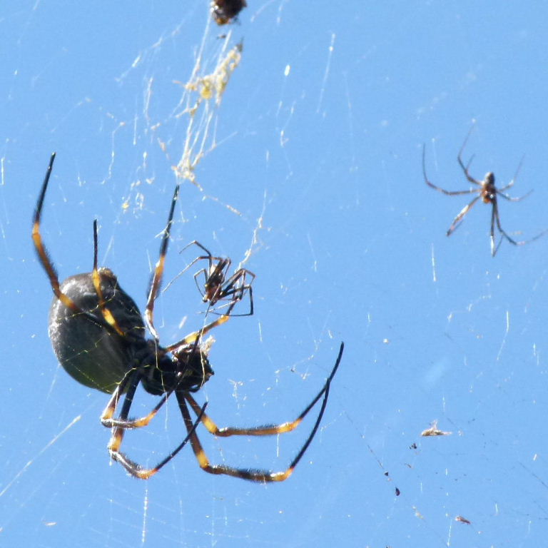 Australian Orb Weaver