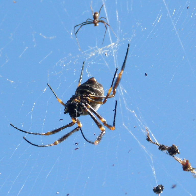 Australian Orb Weaver