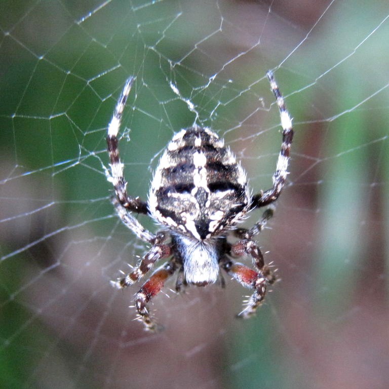 Bufo Orb Weaver