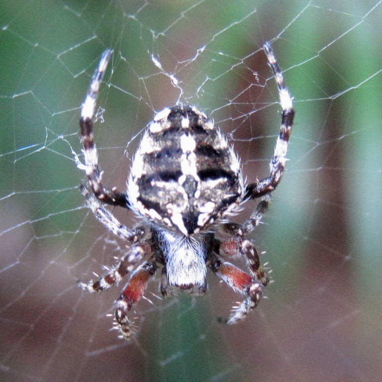 Bufo Orb Weaver