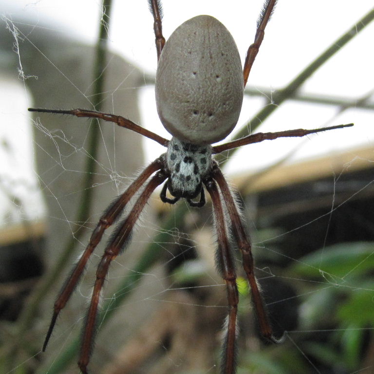 Australian Golden Silk Orb Weaver