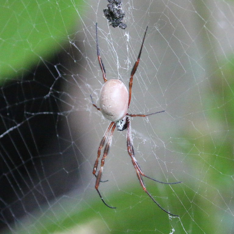 Australian Golden Silk Orb Weaver
