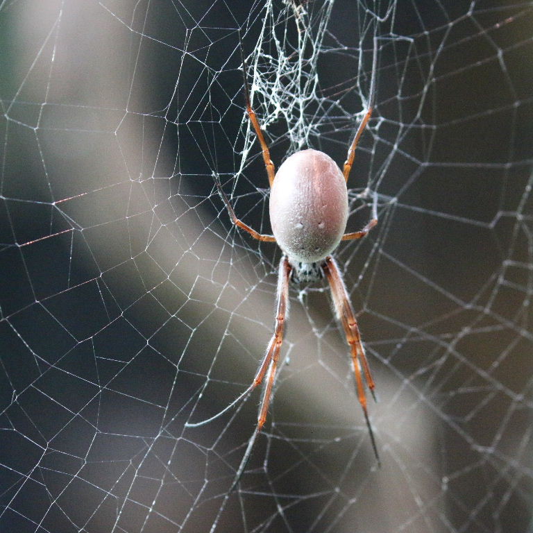 Australian Golden Silk Orb Weaver