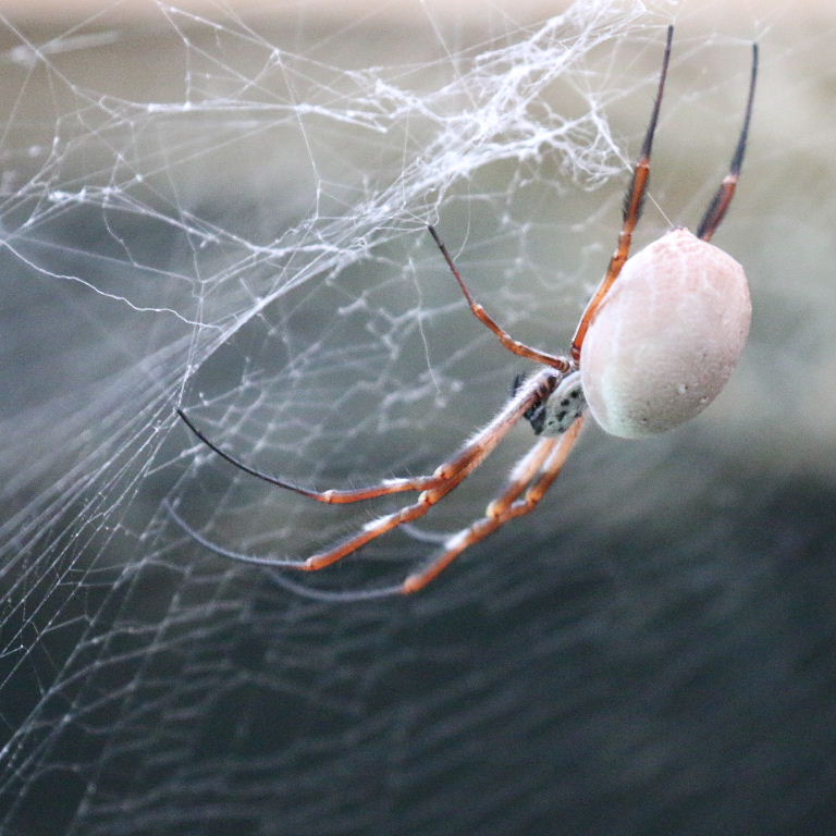 Australian Golden Silk Orb Weaver