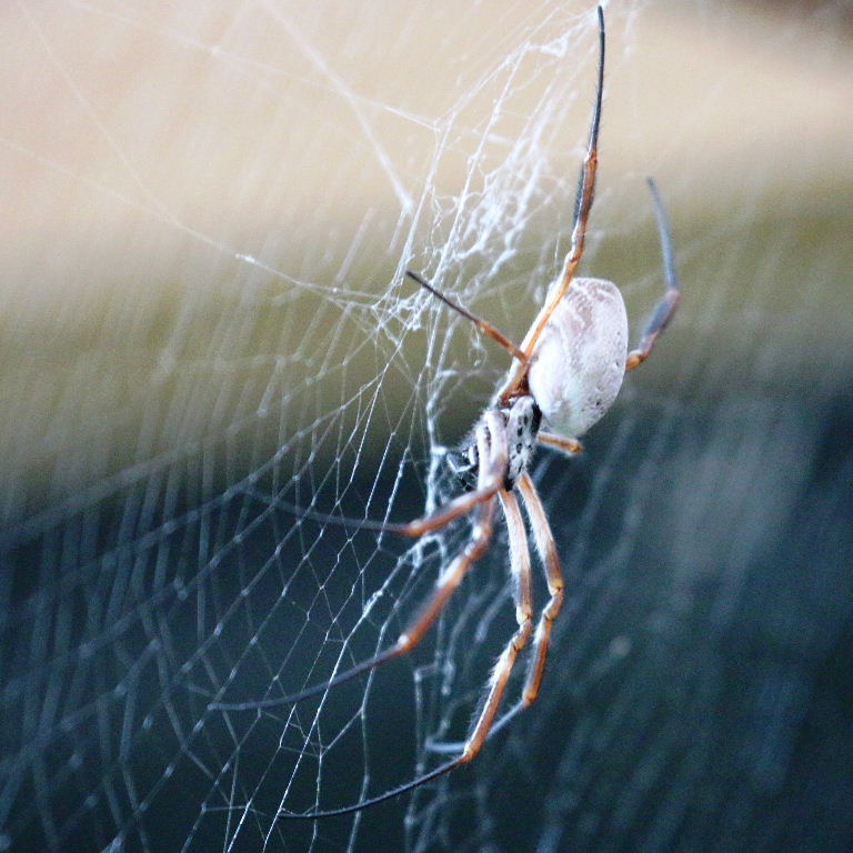 Australian Golden Silk Orb Weaver