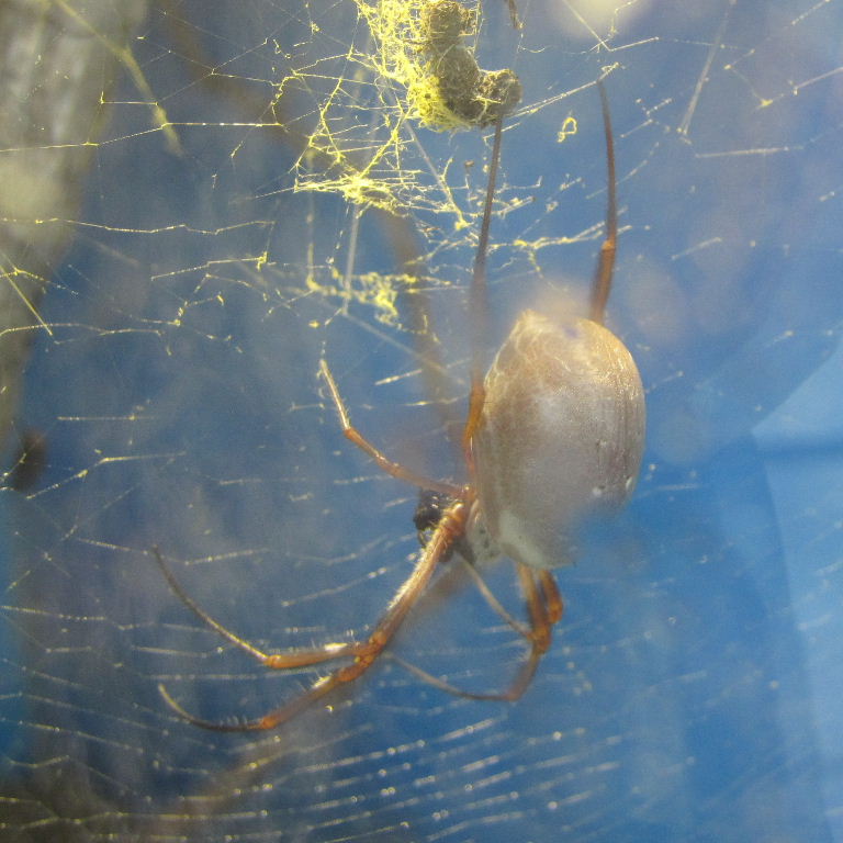 Australian Golden Silk Orb Weaver