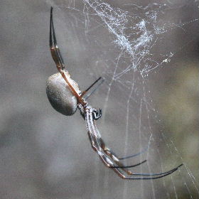 Australian Golden Silk Orb Weaver