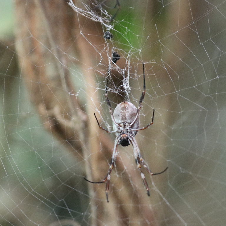 Australian Golden Silk Orb Weaver