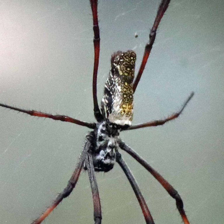 Madagascan Golden Orb Spider