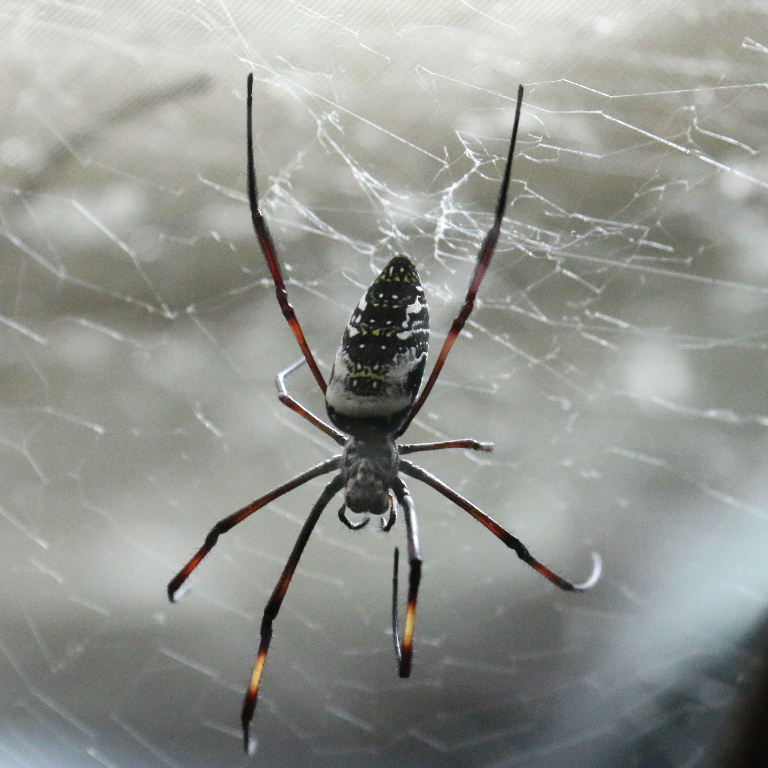 Madagascan Golden Orb Spider